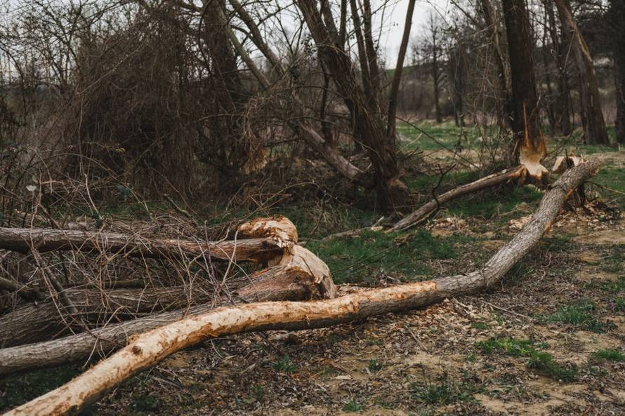 Dabrovi u Novom Marofu rade probleme: 'Ukrali su 200 letvi radnicima i odnijeli ih u potok'