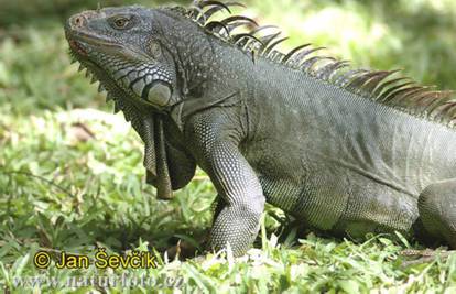 Iguana prošetala Jarunom: Ne zna se vlasnik, dali su je u ZOO