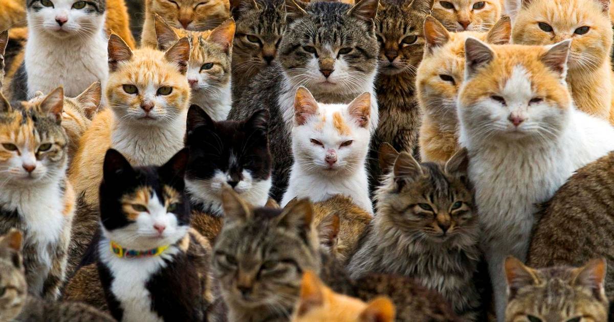 Genome study reveals turning point in cat domestication history