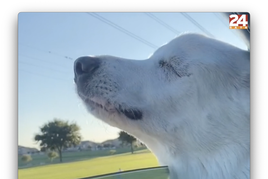 Trenutak kad je slijepi pas nanjušio najljepše mjesto na svijetu: Svoj omiljeni park