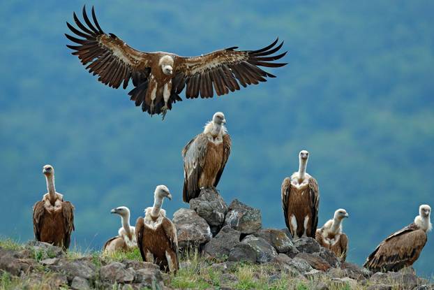 Griffon Vulture, Gyps fulvus, big birds of prey sitting on stone, rock mountain, nature habitat, Madzarovo, Bulgaria, Eastern Rhodopes. Wildlife scene, hide. Wildlife scene, Balkan. Group of vultures.