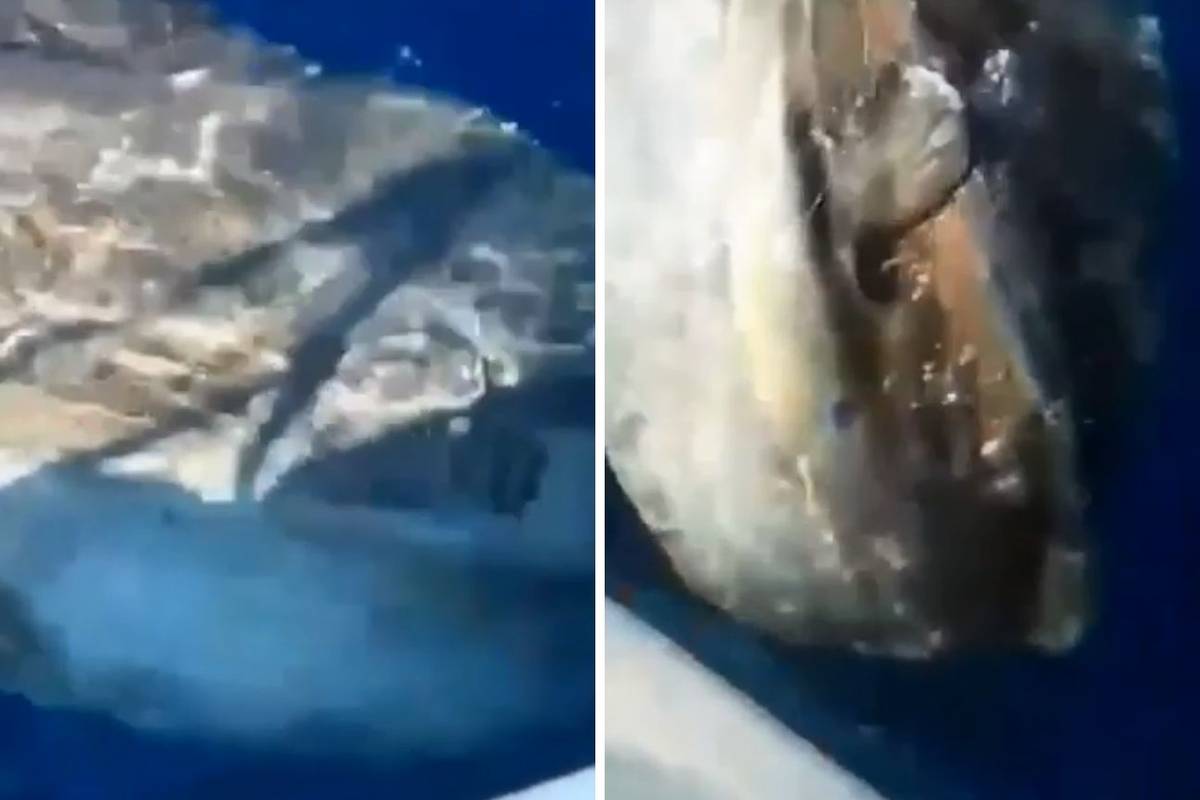 Ribar u more vratio ribu tešku 200 kila: 'Ma neka živi beštija'