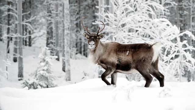 Klimatske promjene tjeraju laponske sobove i do 100 km prema jugu u potrazi za hranom