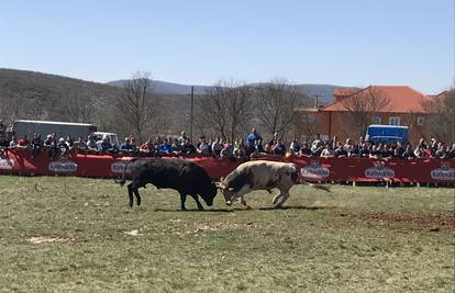 Spektakl u Dicmu: Čuvajte me se! Ja sam najjači bik u zemlji