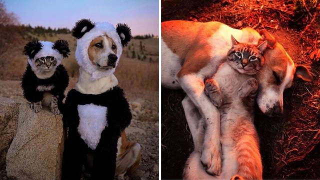 Preslatko: Henry i Baloo, pas i maca zajedno u avanturi života
