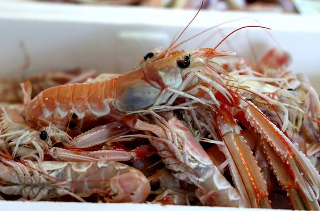 Šibenik: Ponuda ribe i ostalih morskih delicija