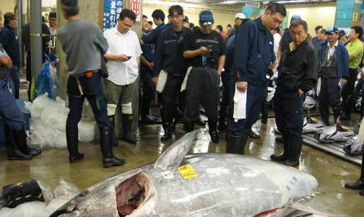 Tunu tešku 445 kg prodali za više od 200.000 kuna