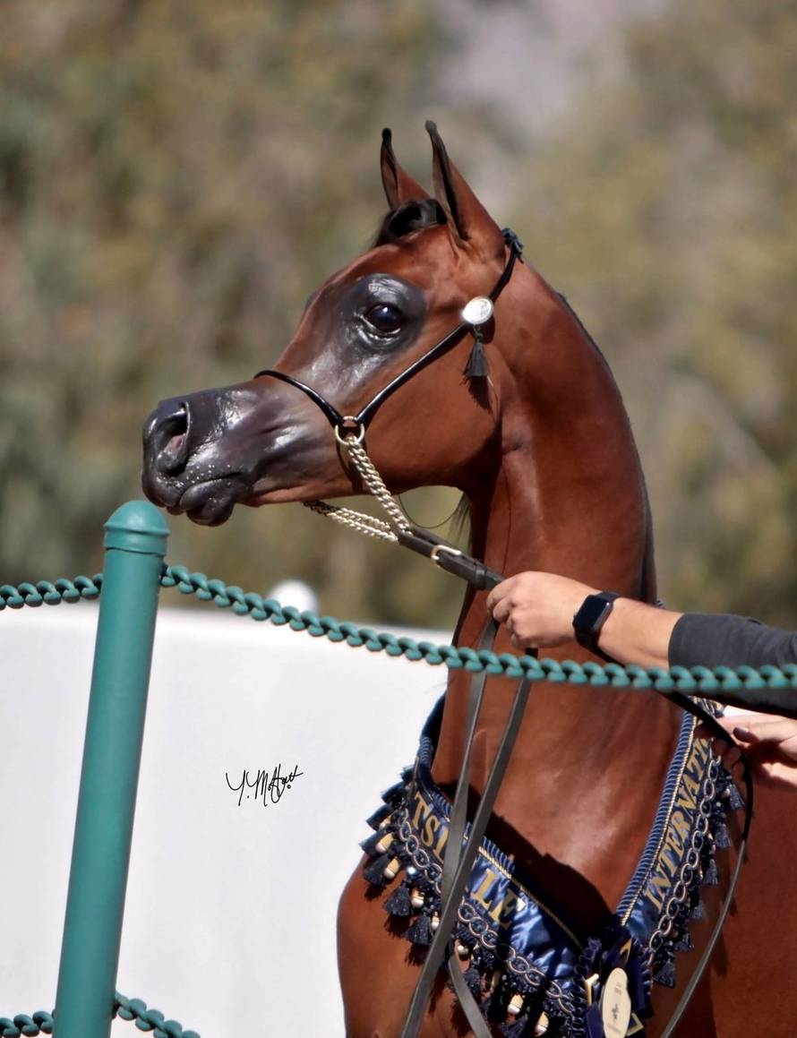 Konj izgleda kao lik iz crtića: 'Mislila sam da je ovo montaža'