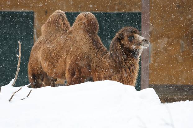 Zagreb: Snježno prijepodne u zoološkom vrtu