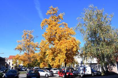 Sisak: Jesen je svojim bojama obojala sve više drveća u gradu