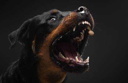 Klade se na patnju: 'Doveli su tri psa iz Hrvatske. Lova je ogromna, deseci tisuća eura...'