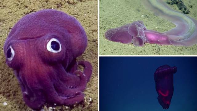Najdublje morske brazde su skrivale čudna ljubičasta bića