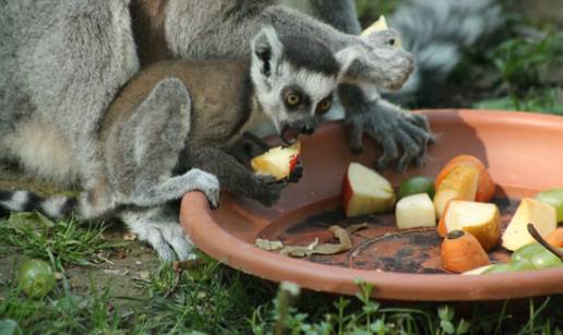 Gizmo i Tomica novi su klinci u zagrebačkom zoološkom vrtu!