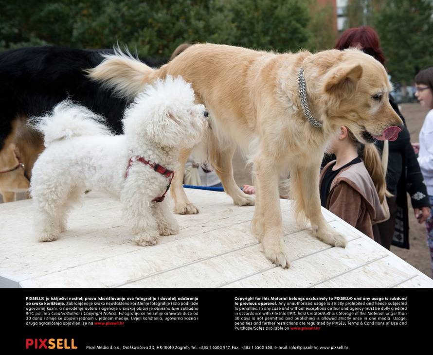 Davor Višnjić/Pixsell