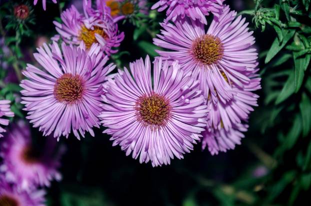 Beautiful flowers in the garden