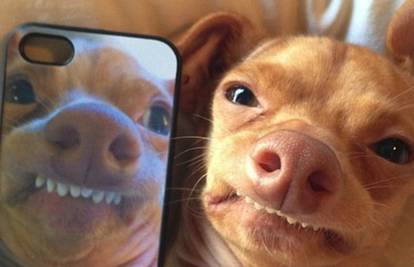 Osvojio srca: Ružni pas postao zvijezda na internetu