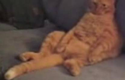Legendarni mačak Garfield je živ, debel i lijen