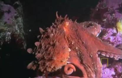 Nema milosti: Pogledajte kako hobotnica ubija morskog psa