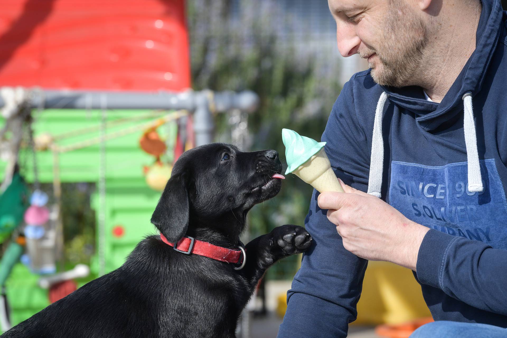 Zagreb: Štenci labradora iz Centra za rehabilitaciju Silver