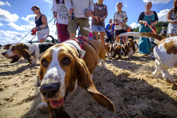 Norfolk: Preko 300 baseta i njihovih vlasnika sudjelovalo u godišnjem 'Waddleu' uz plažu od Wells-next-the-Sea do Holkhama