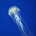 Meduze mogu biti dulje od 30 metara, raznih boja, oblika...
