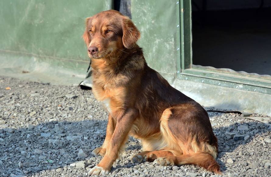 Ivica Galović/Pixsell