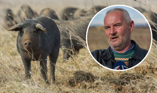 Lovci Miodragu ubili tri svinje: 'Ovo me sad bacilo na početak'