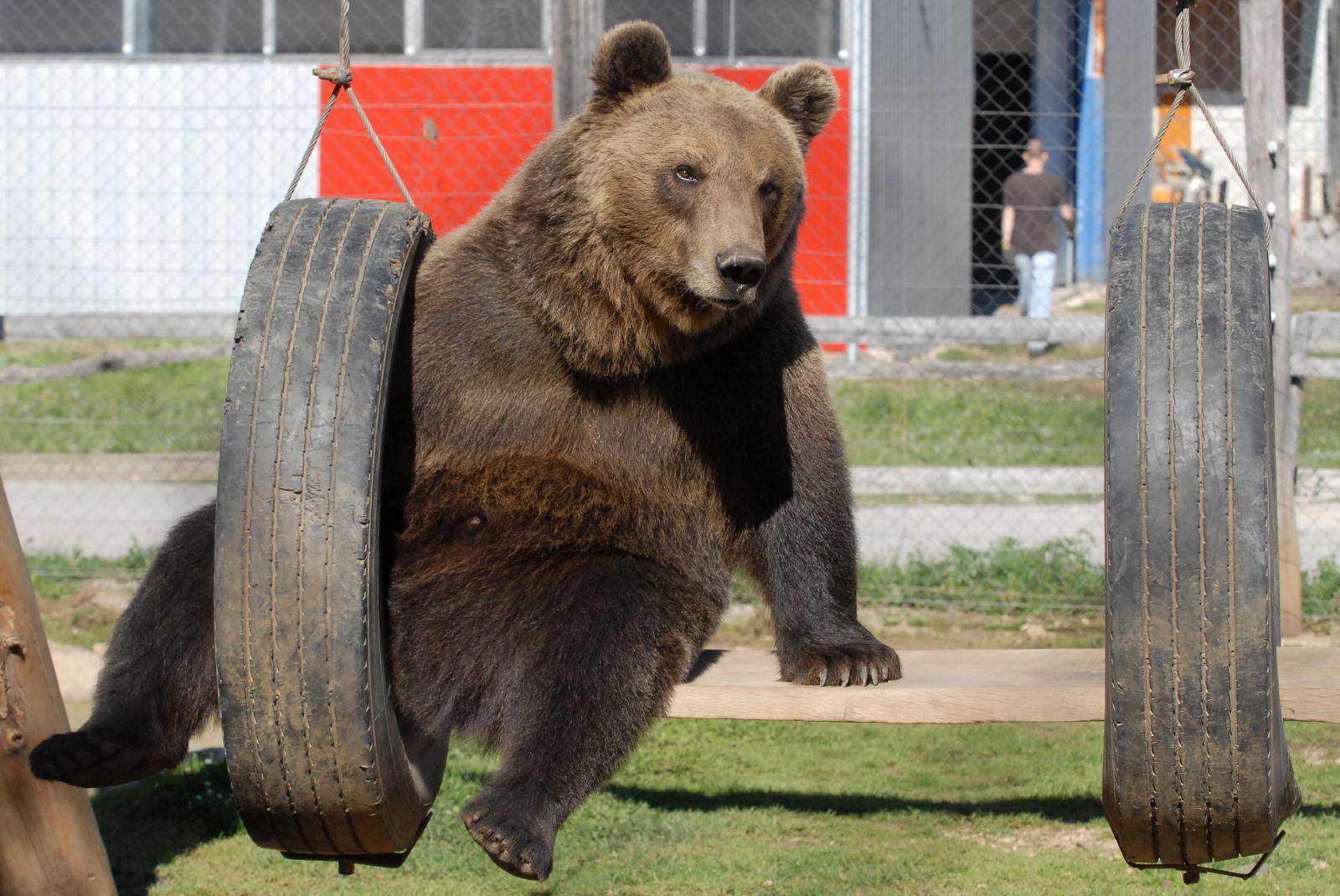 Medvjede koji su iza restorana Macola preselit će u Kuterevo