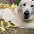 Pseća ljubav: Napušteni pačići sigurnost pronašli u šapama umiljatog labradora Freda