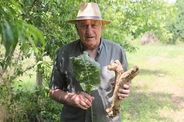 Nijemci: Stjepan Marjanović u vrtu ubrao korjen hren težak 1,4 kilograma