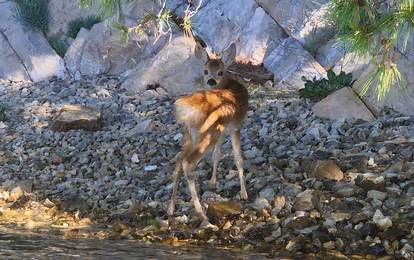 Bambi iz šibenskog kanala: Lane traži mamu koja je dan ranije uginula od ugriza zmije