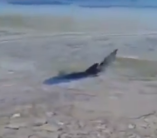 VIDEO Morski pas na Korčuli snimljen kako pliva u plićaku