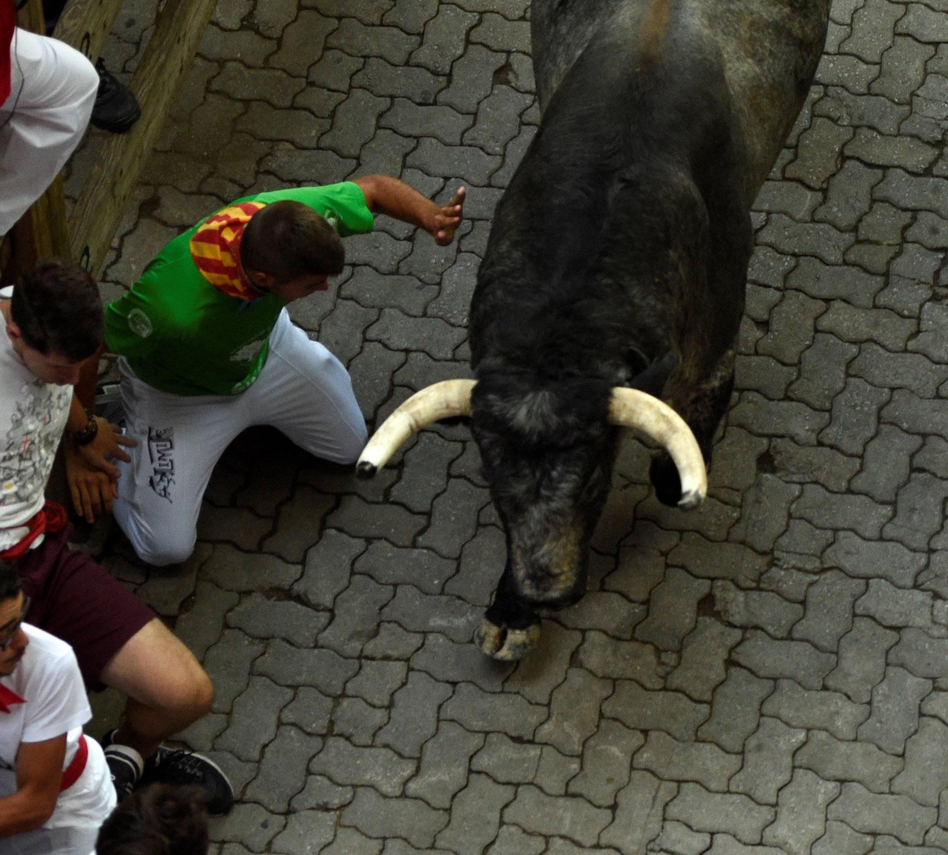 A runner kneels alongside Cebada Gago bulls during the first running of the bulls at the San Fermin festival in Pamplona