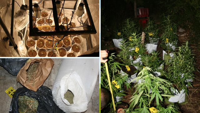 Policija pronašla 5 laboratorija, plantažu i 18 kg marihuane: Uhitili su 2 djevojke i mladića