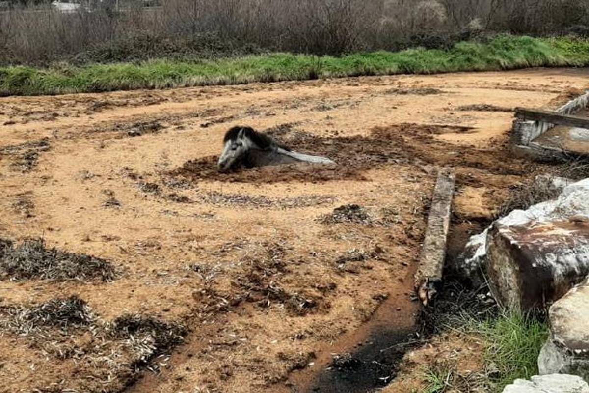 Poni upao u blato i zaglavio: 'Sam se pokušao izvući, bio je jako iscrpljen i preplašen'