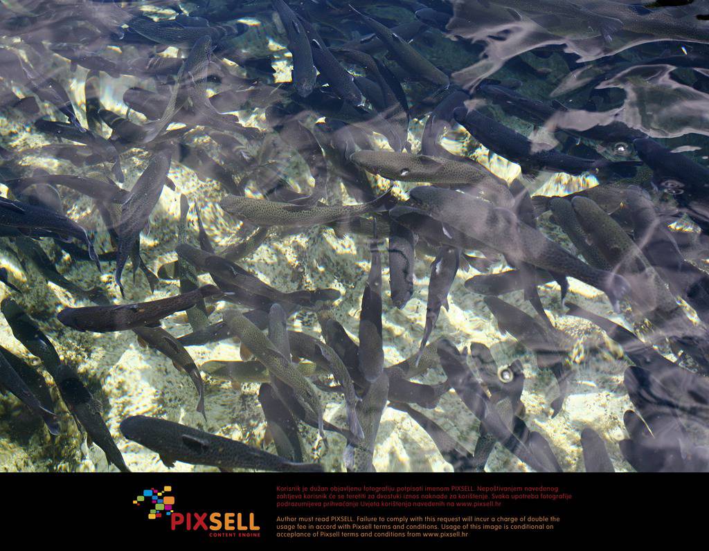 Pixsell