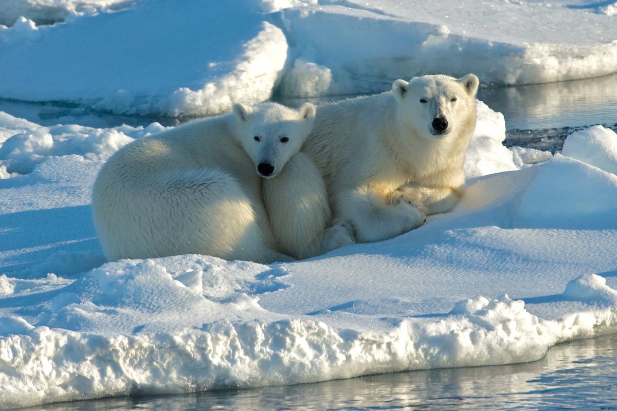 Na Arktiku će se led potpuno otopiti već do 2035. godine