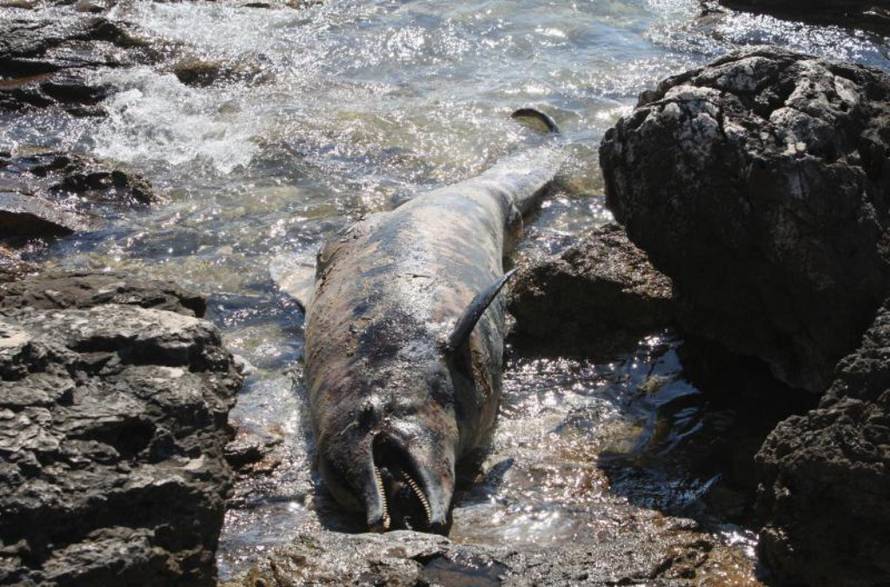 Duško Jaramaz/PIXSELL