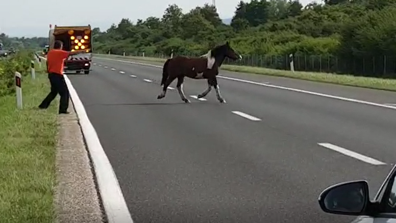 Panika na autocesti: Konj trčao među autima, svi  naglo kočili