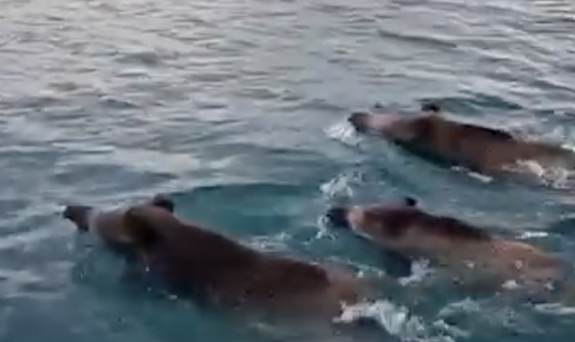 VIDEO Nećemo u čvarke: Snimio svinje u moru kod Malog Lošinja