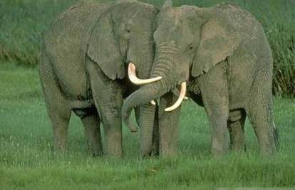 Slon napravio 1,5 mil. kn štete da dođe do ženke