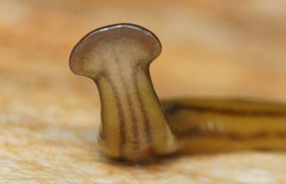 Pojavio se 'demonski crv': Ako ga zgnječite, pojave se 4 nova!