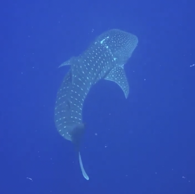 Na Maldivima ronioci spasili kitopsinu, vratio se i zahvalio...