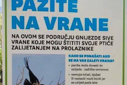 Vrane napadaju Zagrepčane: 'Samo jedna vrsta napada i to ne jer je agresivna i krvoločna'