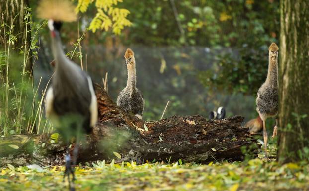 Zagrebački krunati ždralovi predstavljeni javnosti 