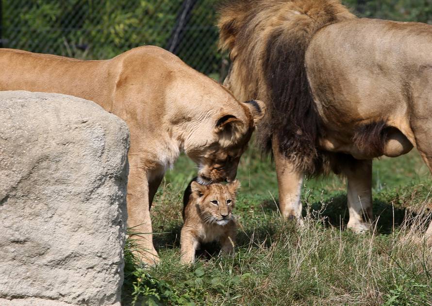 Mama ih pazi: Zagrebački lavići će se zvati Dunja i Mazalo?
