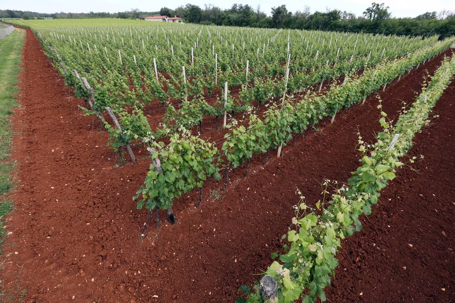 Vinski rat: U Sloveniji vinari zabranili prodaju našeg terana