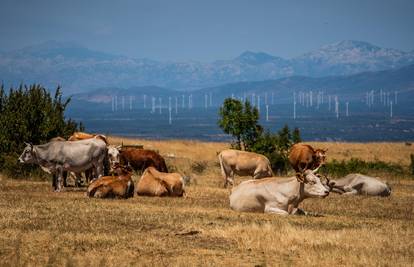 Strah od bedrenice raste: Novih je sedam zaraženih životinja, a 17 uzoraka je bilo negativnih...