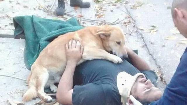 Pao sa stabla, a vjerni pas ga grlio do dolaska hitne pomoći
