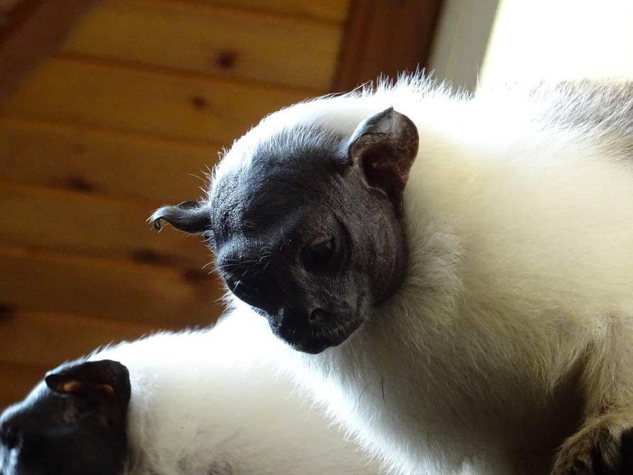 Upoznajte nove stanovnike ZOO vrta u Zagrebu: Stigla nam je obitelj dvobojnih tamarina